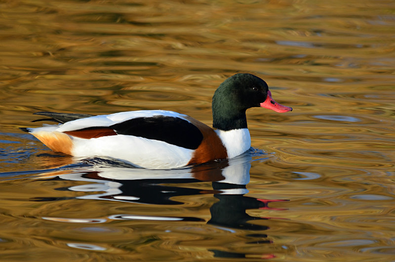 Shelduck - Shelducks
