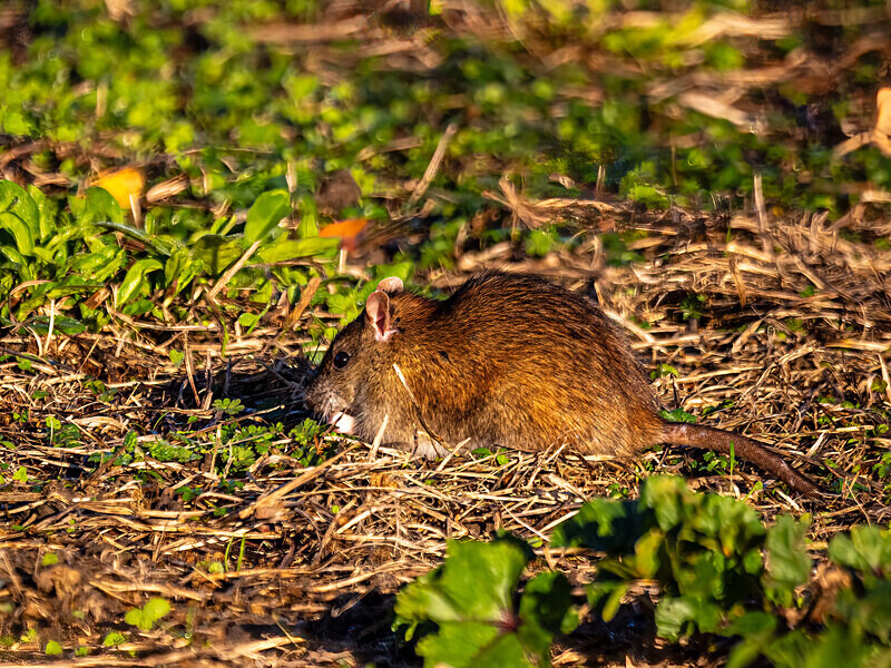 Brown Rat - Latest photos