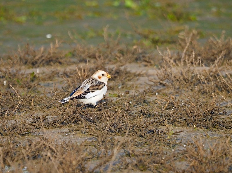 Snow Bunting - Buntings