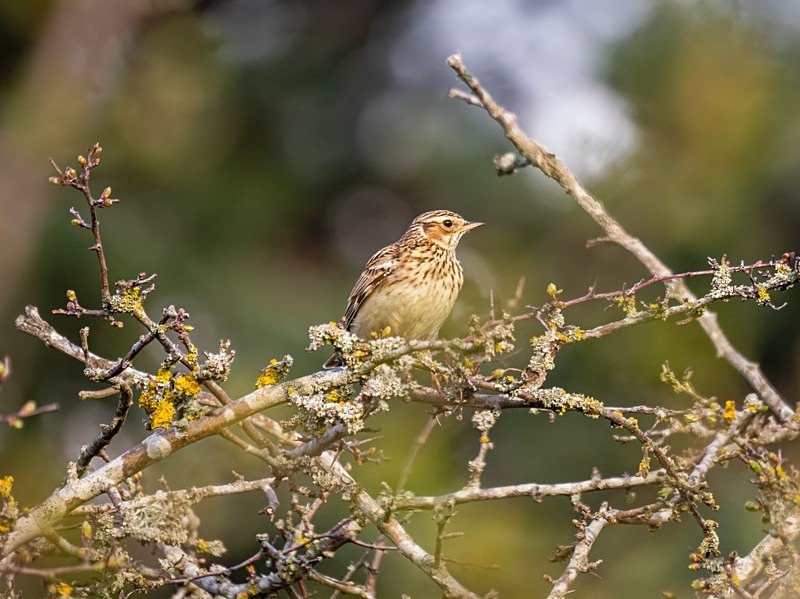 Woodlark - Larks