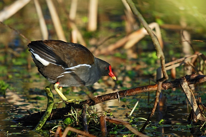 Moorhen - Crakes and rails
