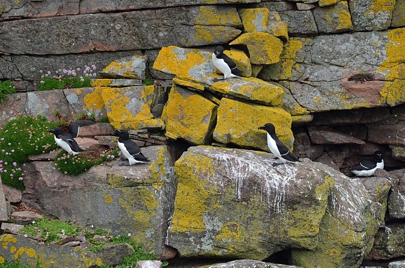 Razorbills - Auks