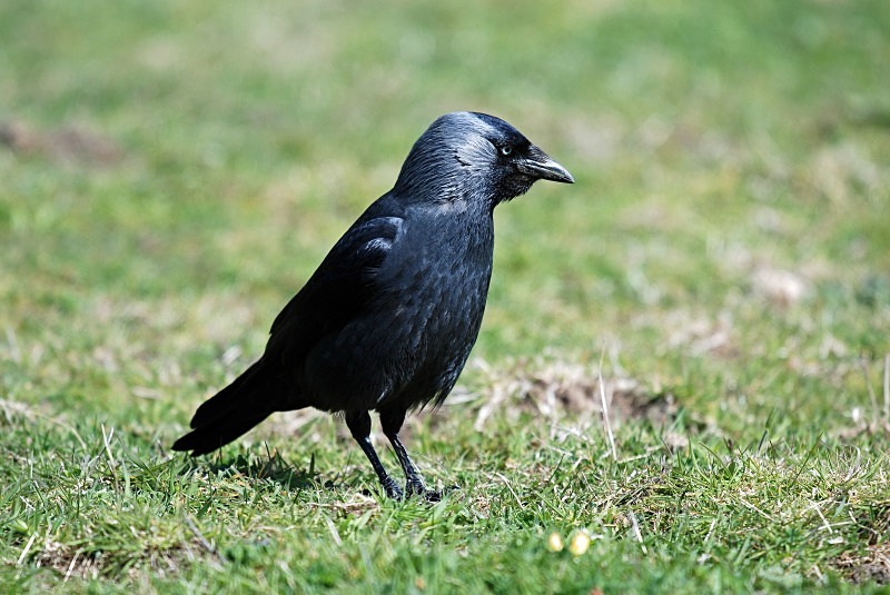 Jackdaw - Crows