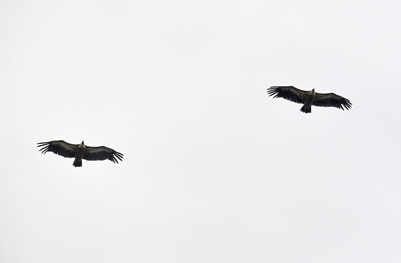 Griffon Vultures - Bulgaria