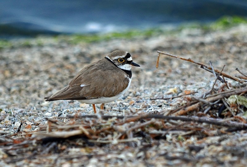 Little Ringed Plover - Plovers
