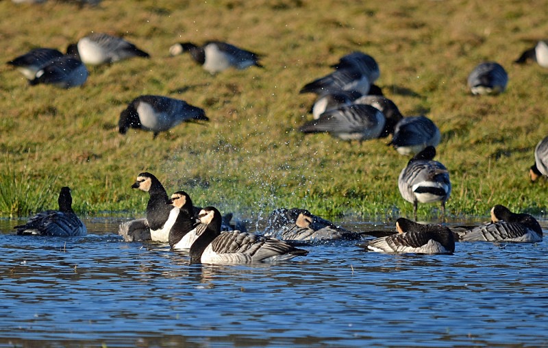 Barnacle Geese - Black geese