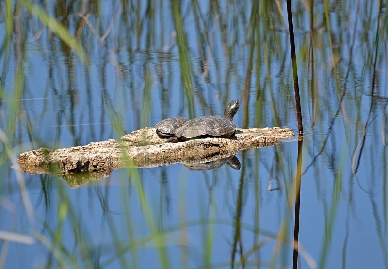 Spanish Terrapins - South and west Spain - April and May 2012