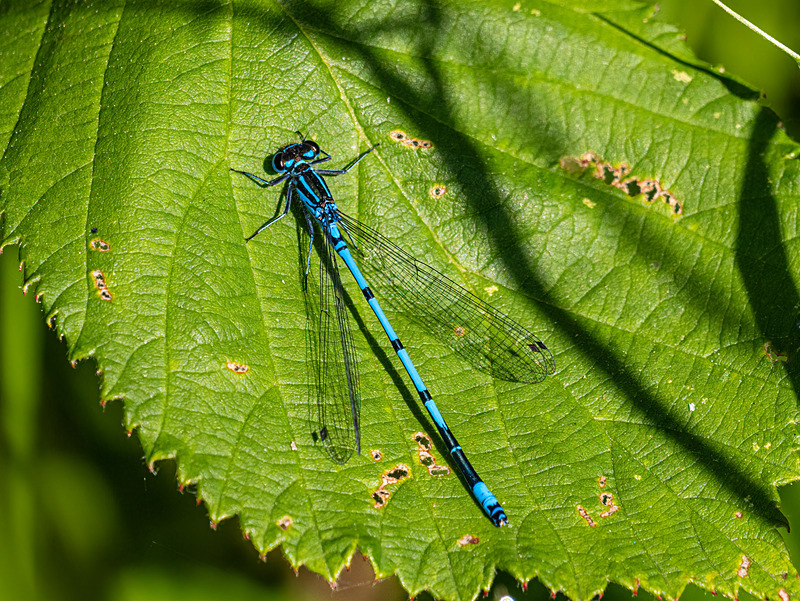 Azure Damselfly - Latest photos