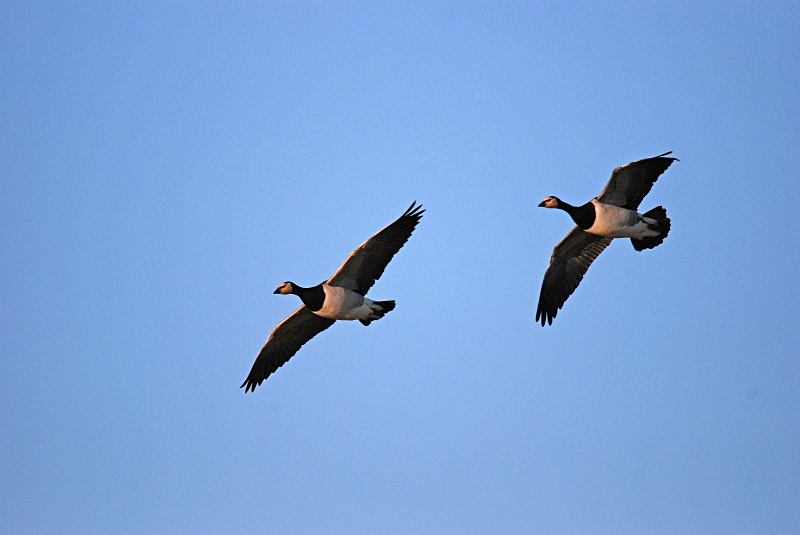 Barnacle Geese - Black geese