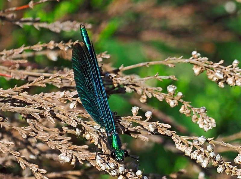 Beautiful Demoiselle - Dragonflies and damselflies