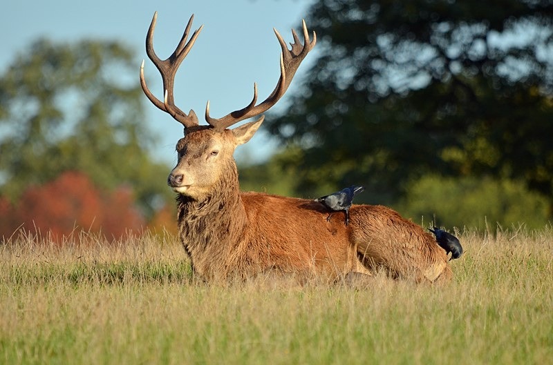 Red Deer - Red Deer