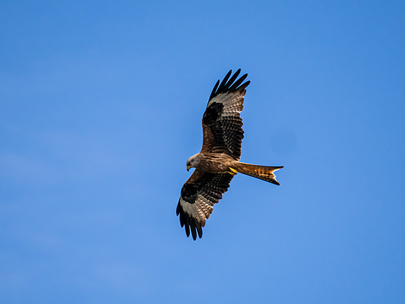 Red Kite - Latest photos