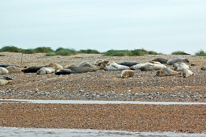 Common Seals - Common Seals