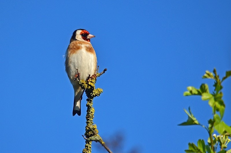 Goldfinch - Finches