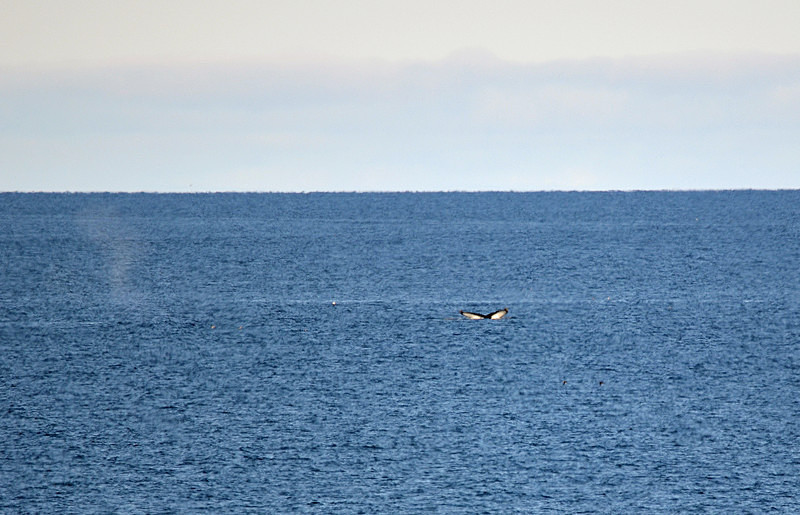 Humpback Whale - Westfjords