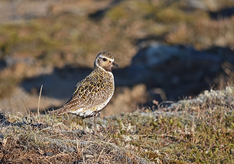 Golden Plover - Snæfellsnes peninsula