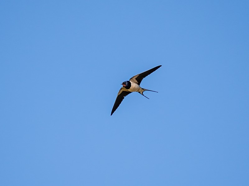 Swallow - Hirundines