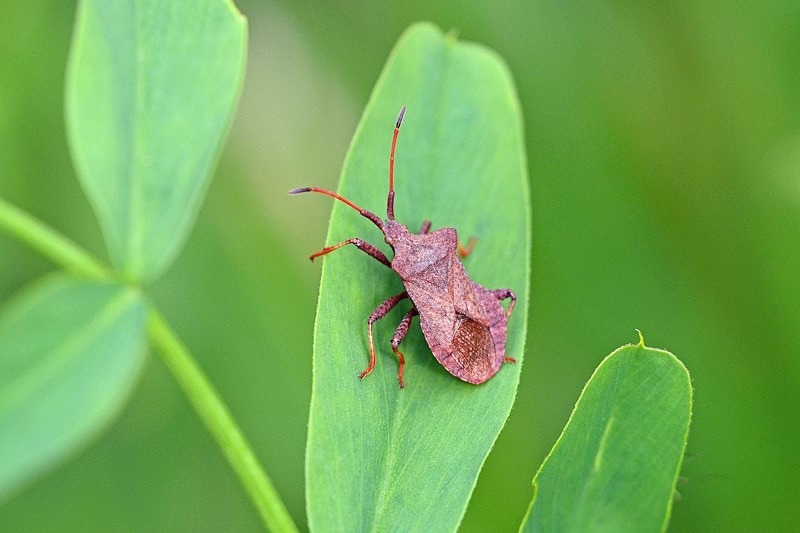 Dock Bug - Insects, beetles, spiders, etc.