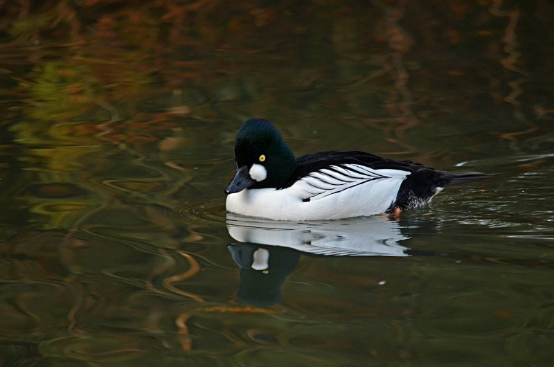Goldeneye - Diving ducks