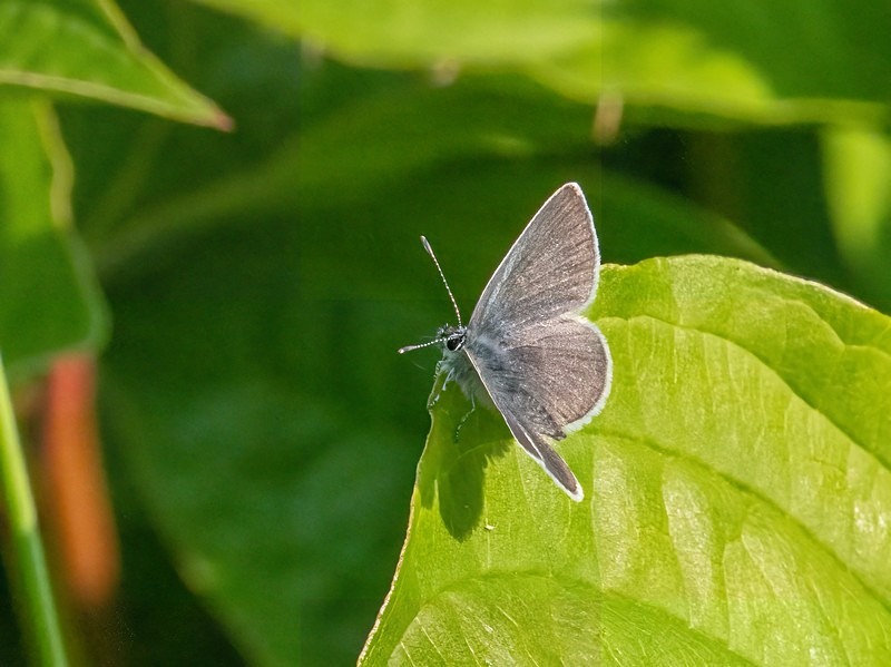 Small Blue - Butterflies