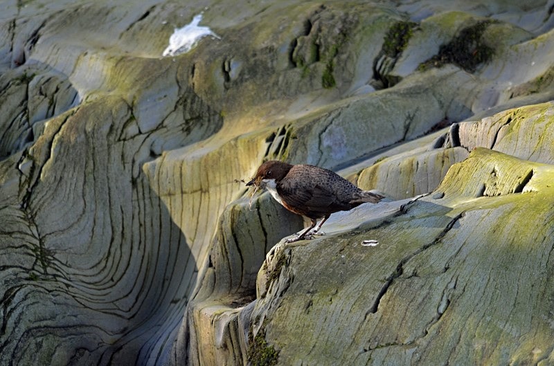 Dipper - Dippers