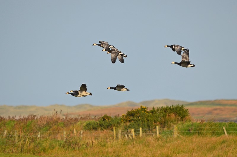 Barnacle Geese - Black geese