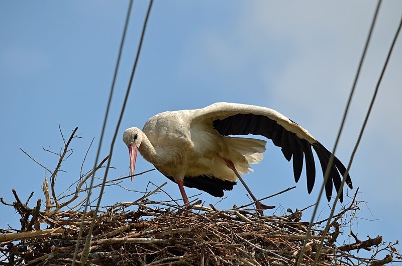 White Stork - Romania