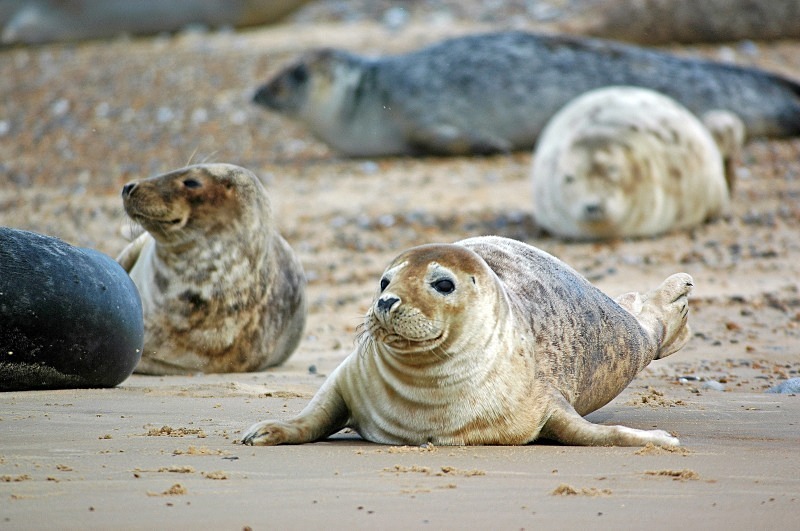 Common Seals - Common Seals