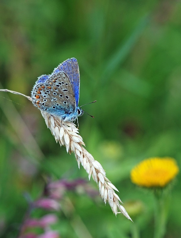 Common Blue - Butterflies