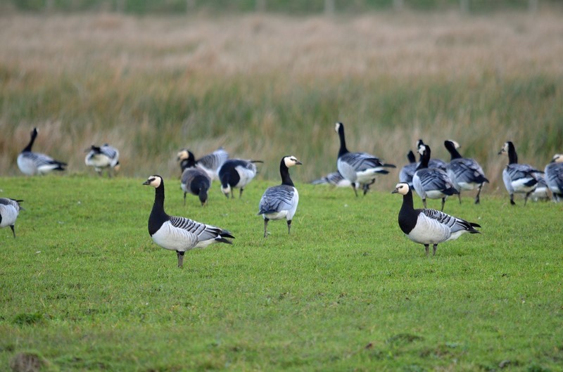 Barnacle Geese - Black geese