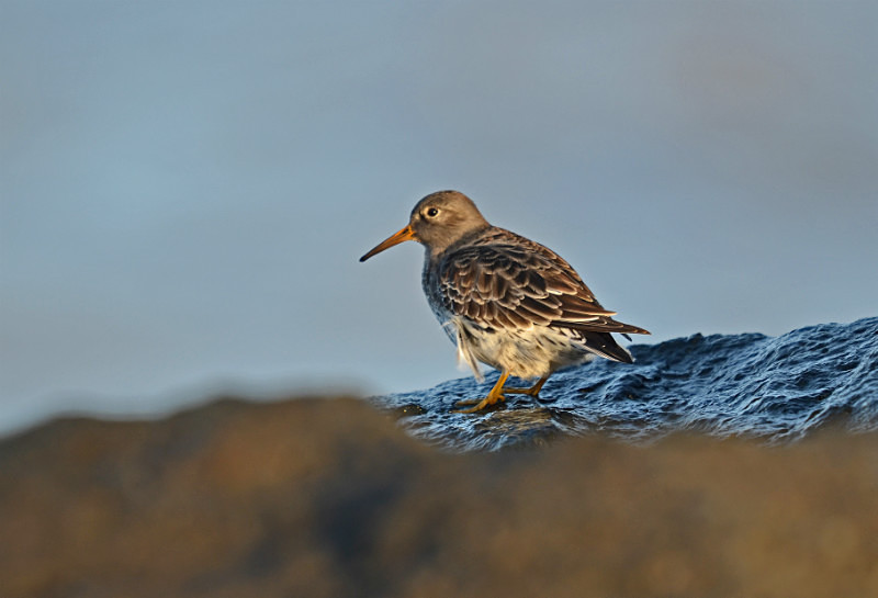 Purple Sandpiper - Sandpipers
