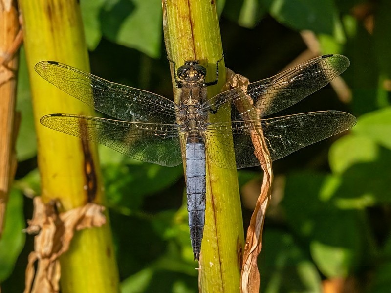 Black-tailed Skimmer - Dragonflies and damselflies