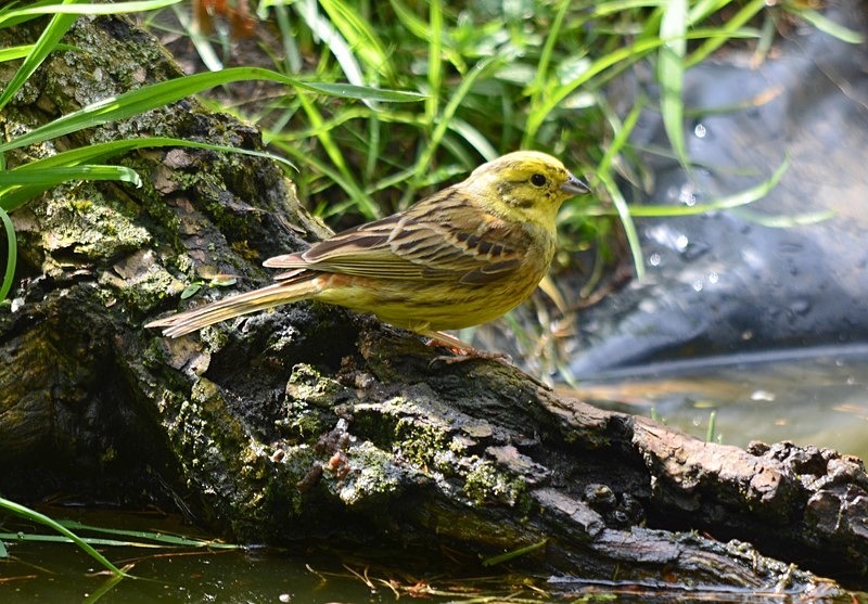 Yellowhammer - Buntings