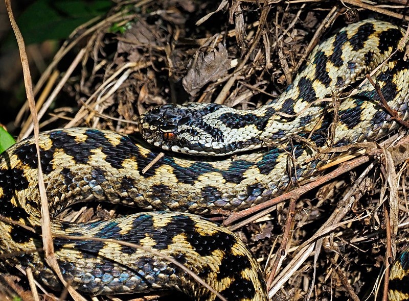 Adder - Snakes