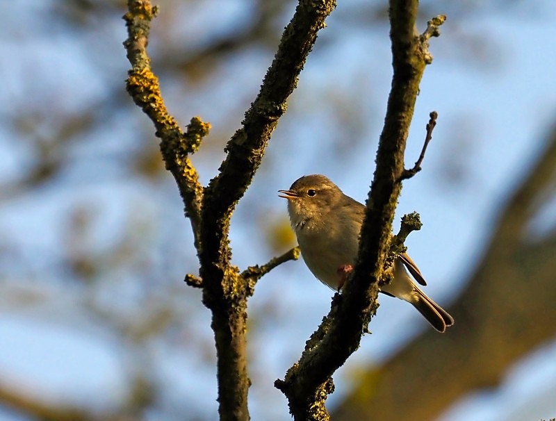 Chiffchaff - Warblers
