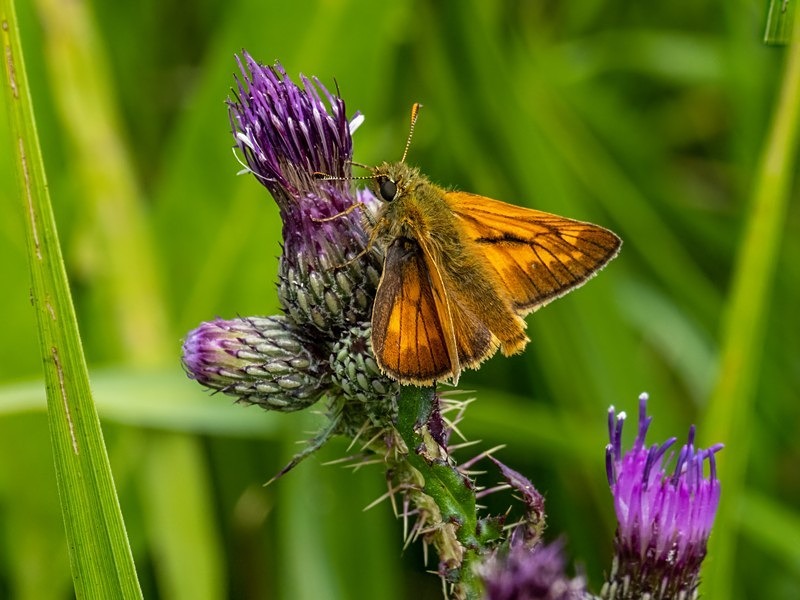 Large Skipper - Butterflies
