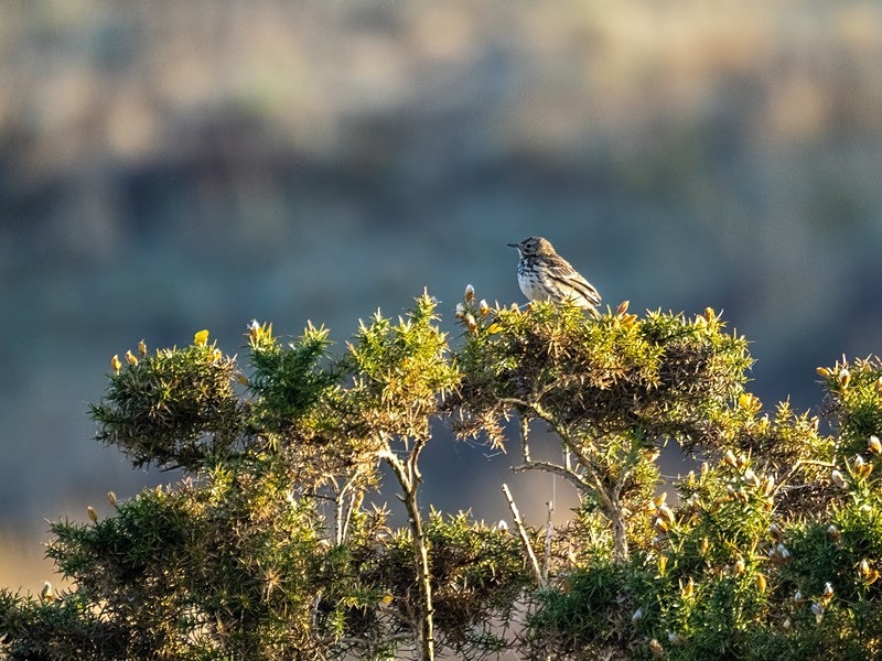 Tree Pipit - Pipits