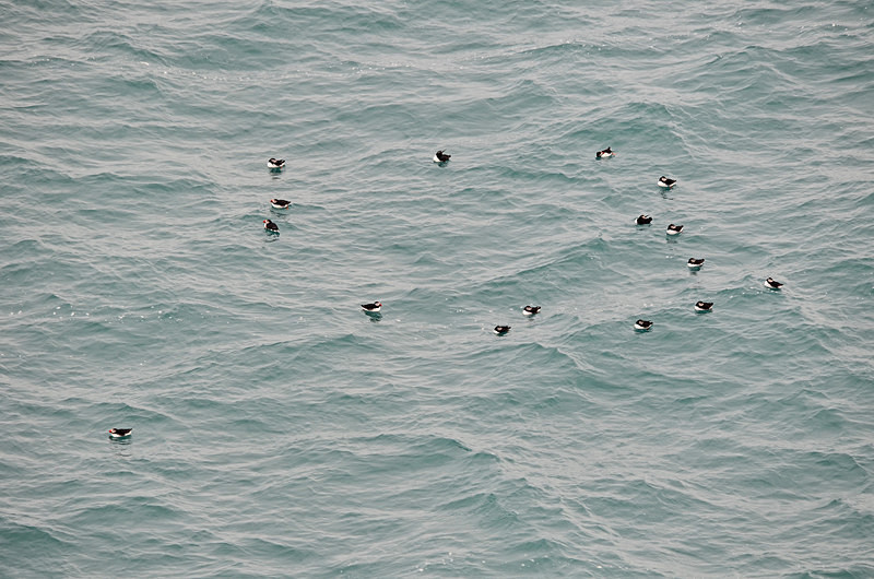 Puffins - North east Iceland
