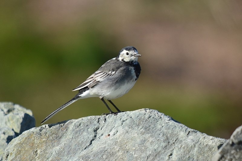 Pied Wagtail - Wagtails