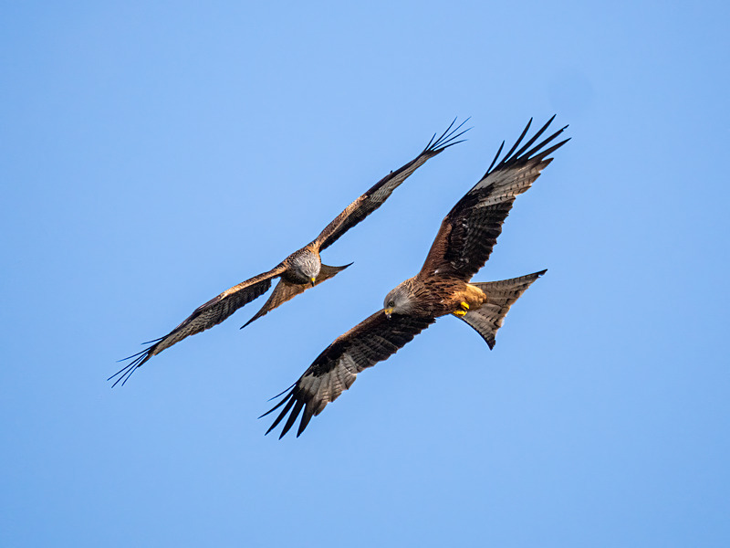 Red Kite - Latest photos
