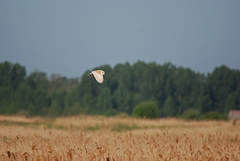Barn Owl - Owls