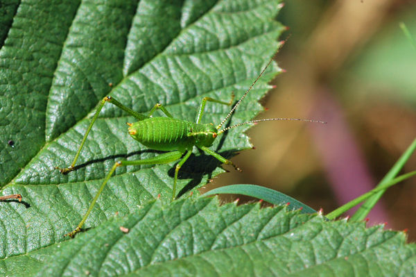Speckled Bush Cricket - Insects, beetles, spiders, etc.