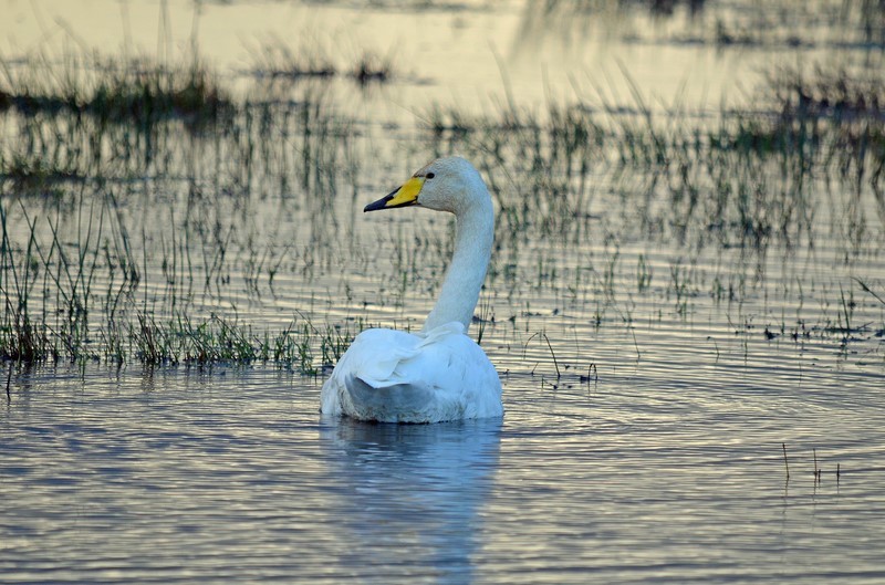 Whooper Swan - Whooper and Bewick's Swans