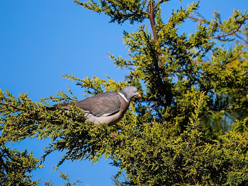 Woodpigeon - Pigeons and doves