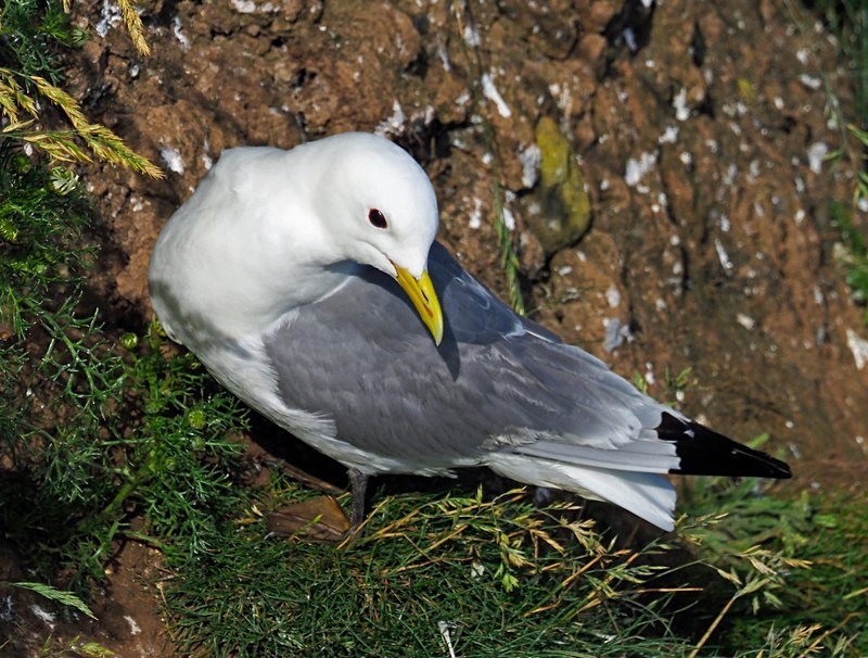 Kittiwake - Gulls
