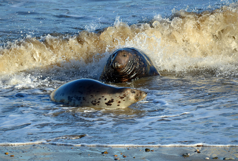 Atlantic Grey Seal - Atlantic Grey Seals