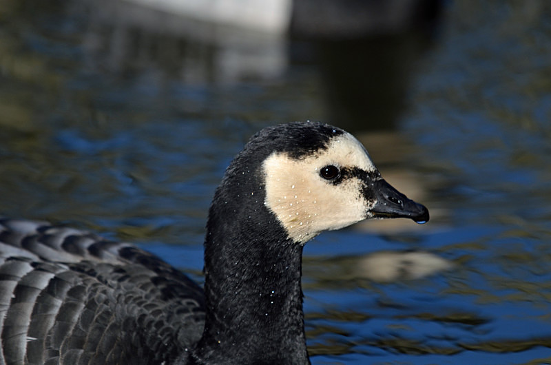 Barnacle Goose - Black geese