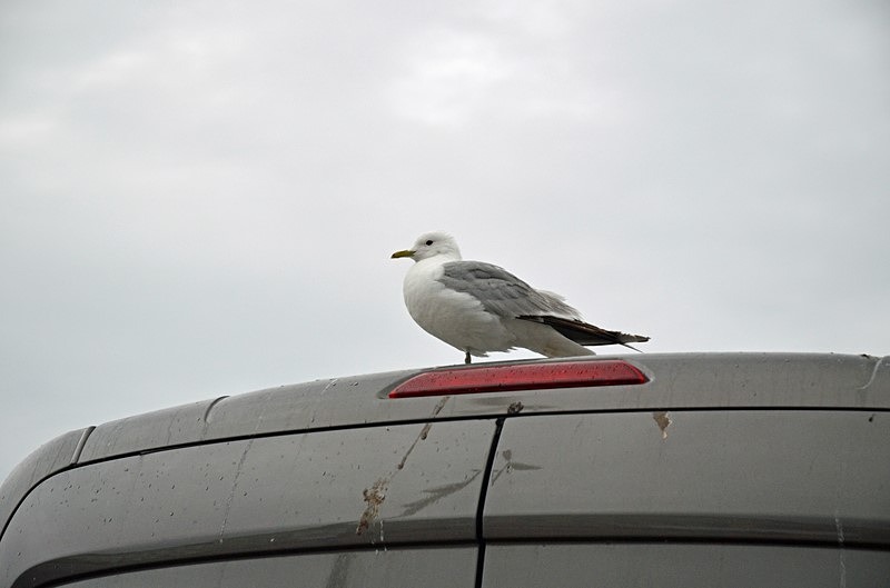 Common Gull - Helsinki and Porvoo, Finland