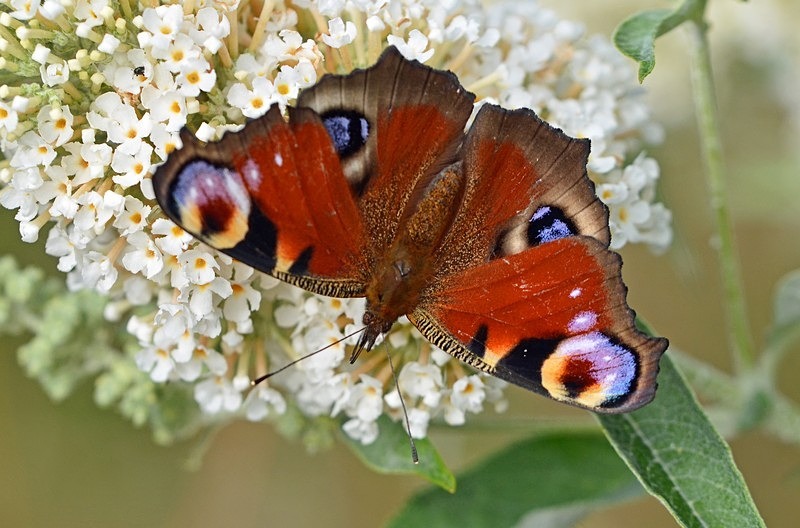 Peacock - Butterflies