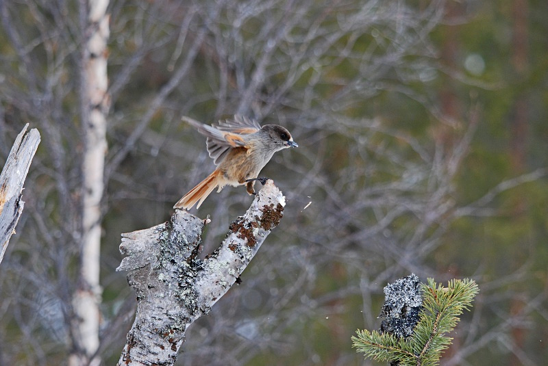 Siberian Jay - Finland